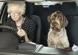 Stress Pictures stressed dog in passenger seat