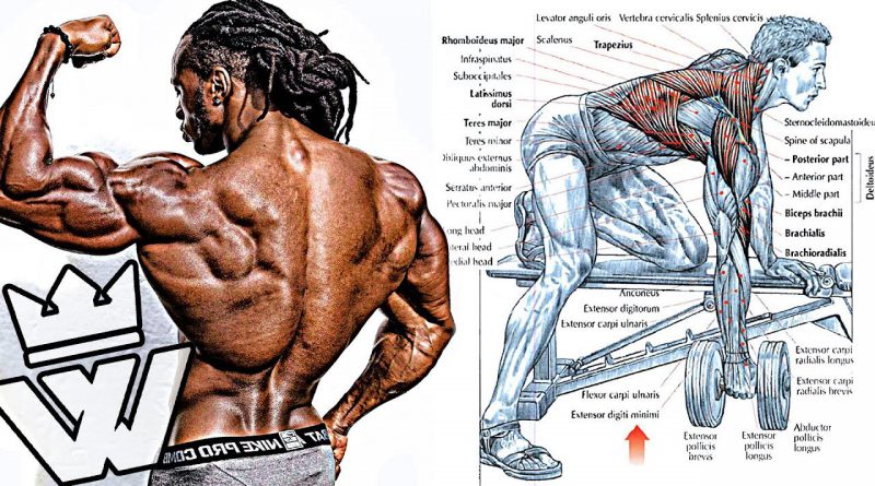 BODYBUILDING EXERCISES: How To Build Cobra BACK