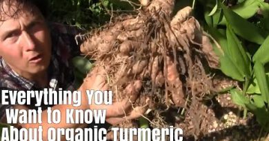 Everything You Want to Know about Organic Turmeric & It's Benefits
