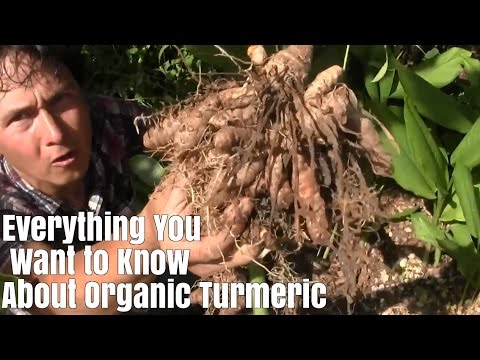 Everything You Want to Know about Organic Turmeric & It's Benefits