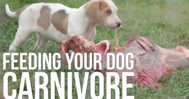 Carnivore Diet 4 Dogs (Raw Meat Feeding Tips)