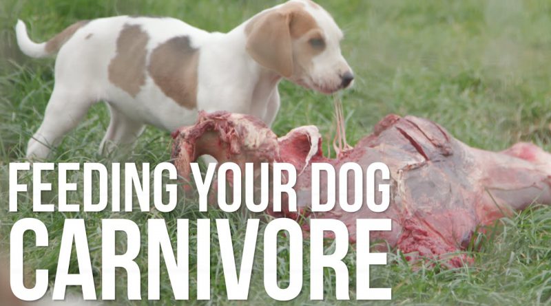 Carnivore Diet 4 Dogs (Raw Meat Feeding Tips)