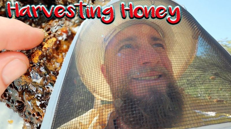 Day in the Life | Carnivore, animal-based diet & CARBS? | HONEY from our Bees