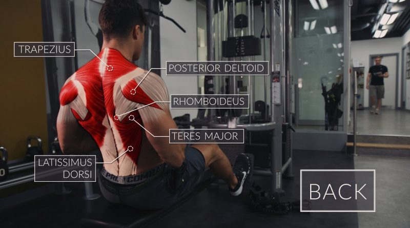 Exercise Anatomy: Back Workout  | Pietro Boselli