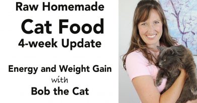 Homemade Cat Food Update (kidney disease diet - low phosphorus)