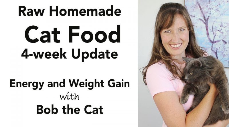 Homemade Cat Food Update (kidney disease diet - low phosphorus)