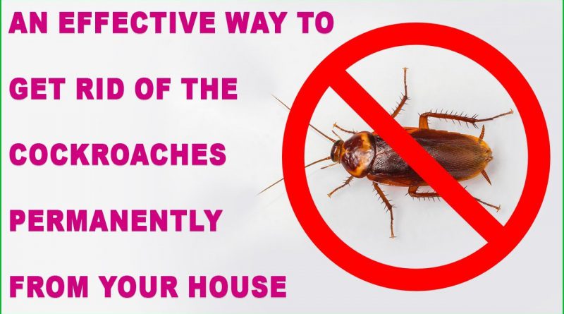 An Effective Way To Get Rid Of The Cockroaches Permanently From Your House