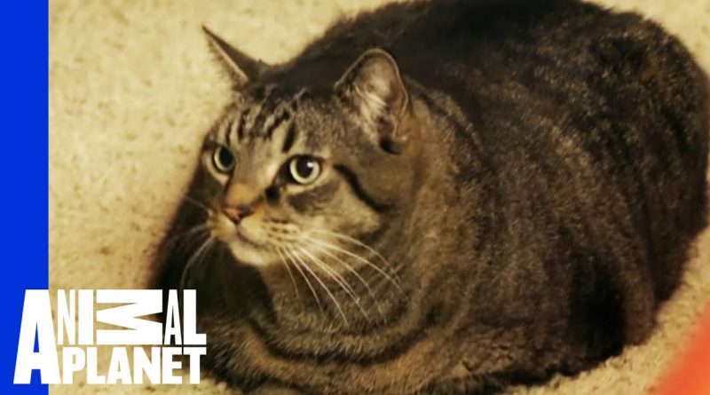 Beau Nugget The Cat Starts His Difficult Weight Loss Journey | My Big Fat Pet Makeover