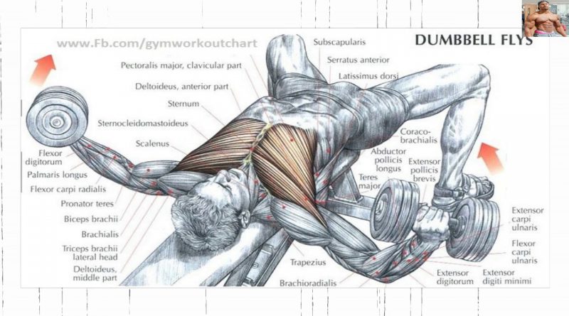 Bodybuilding Exercises/ Best Chest  workouts For Mass