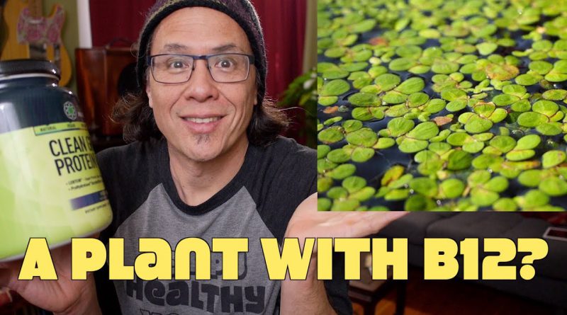 Vitamin B12 Discovered In Duckweed Plant!