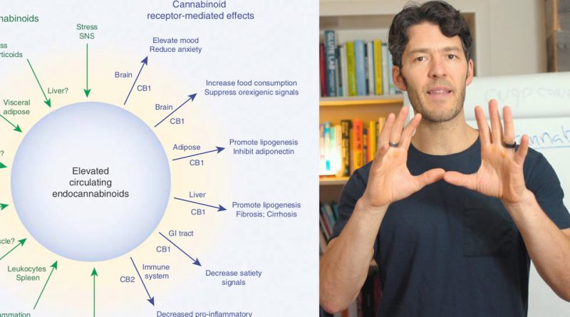 CBD, Cannabis & Endocannabinoid System Science VS Hype