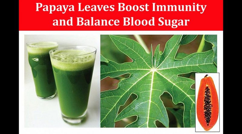 USE PAPAYA LEAVES TEA TO BALANCE BLOOD SUGAR AND BOOST IMMUNITY