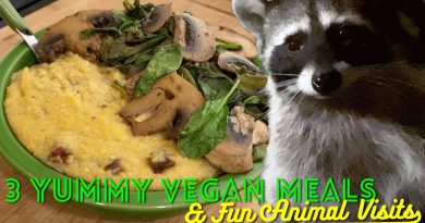 3 Yummy Vegan Meals & 5 Fun Animal Visits -- Raccoons, Opossums, Squirrels etc