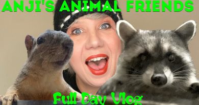 Anji's Animal Friends VLOG: Racoons, Opossums, Squirrels & Cats Together
