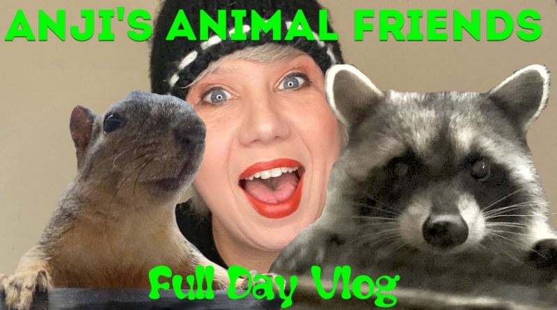 Anji's Animal Friends VLOG: Racoons, Opossums, Squirrels & Cats Together