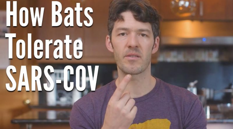 Bats Tolerate Coronavirus, Here's How + Lessons for us Humans