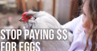 Backyard Chickens 101 buying & raising baby chicks