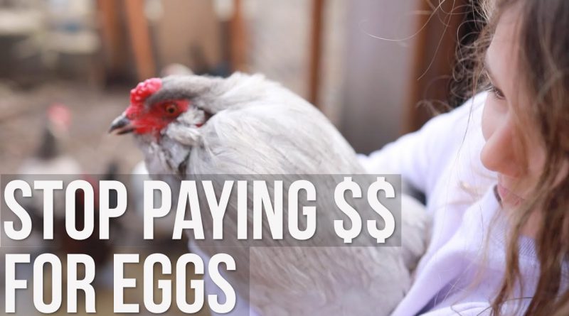 Backyard Chickens 101 buying & raising baby chicks