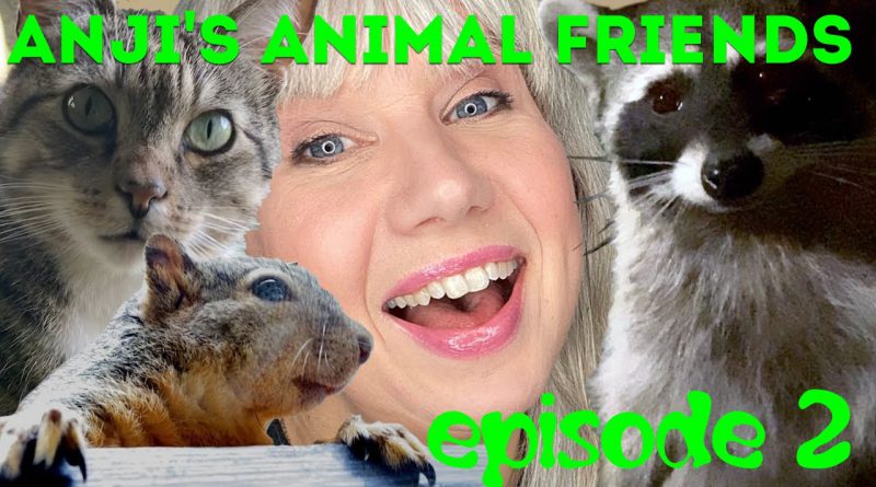 Anji's Animal Friends #2: Nutty Squirrel, Passive Possum + Peeping Raccoon