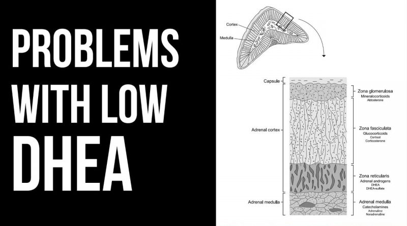 DHEA: the critical hormone many ignore & why you shouldn't