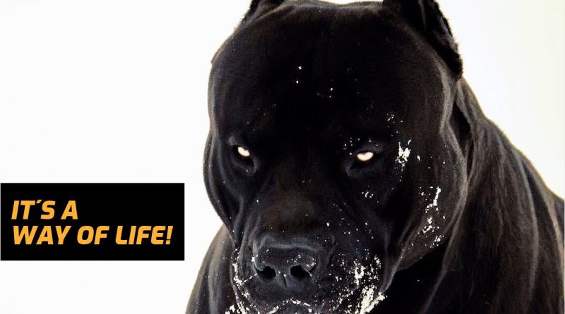 I AM A DOG - Bodybuilding Lifestyle Motivation