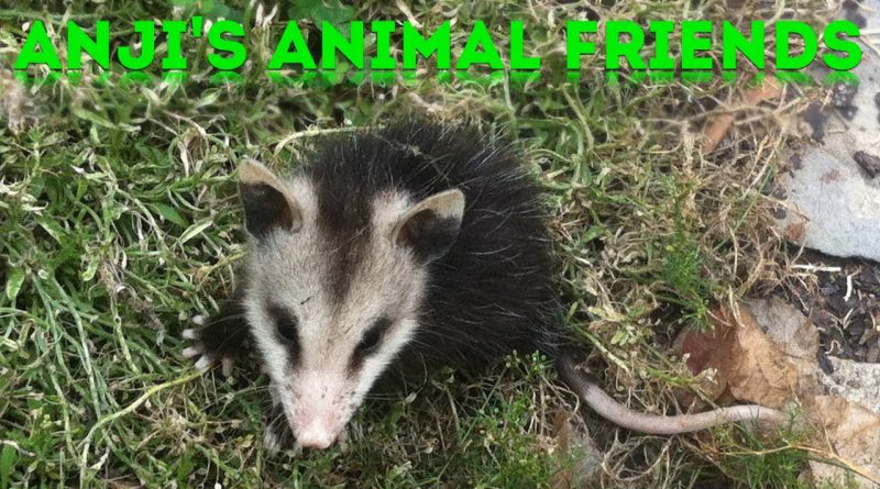 Anji's Animals Friends #3: Baby Opossums!