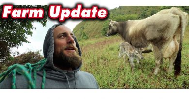 Farm update | New Lambs, New Cows | Fresh Colostrum and Raw Honey