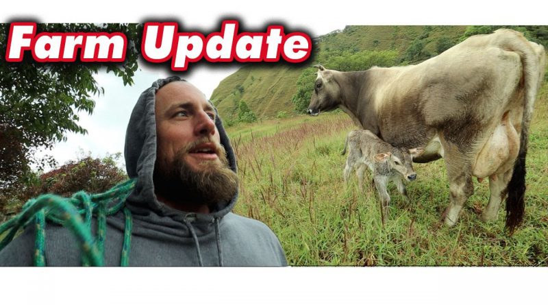 Farm update | New Lambs, New Cows | Fresh Colostrum and Raw Honey