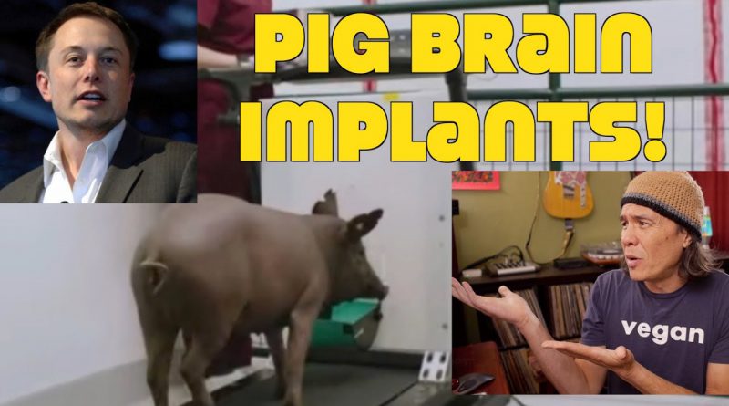 Elon Musk: Stop Putting Computer Implants In Pig's Brains! WTF?!