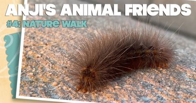 Anji's Animal Friends #4: So Ca Nature Walk Critters [CHILL WITH ME]