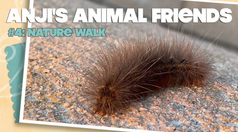 Anji's Animal Friends #4: So Ca Nature Walk Critters [CHILL WITH ME]